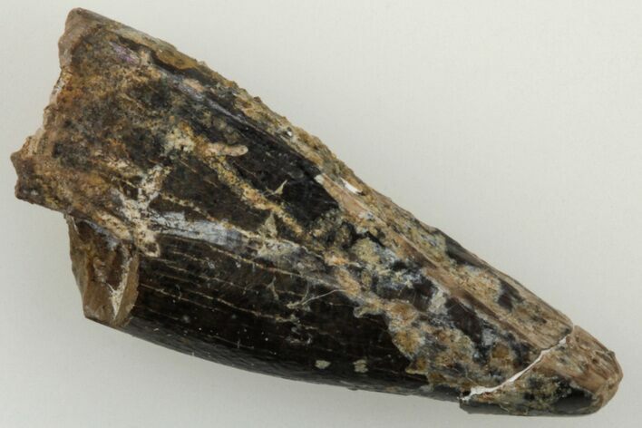 Juvenile Tyrannosaur Premax Tooth - Montana #204032